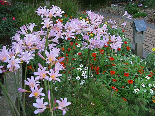 Learning from You: Pink Surprise Lilies Beyond Zones 6-7 – www.OldHouseGardens.com