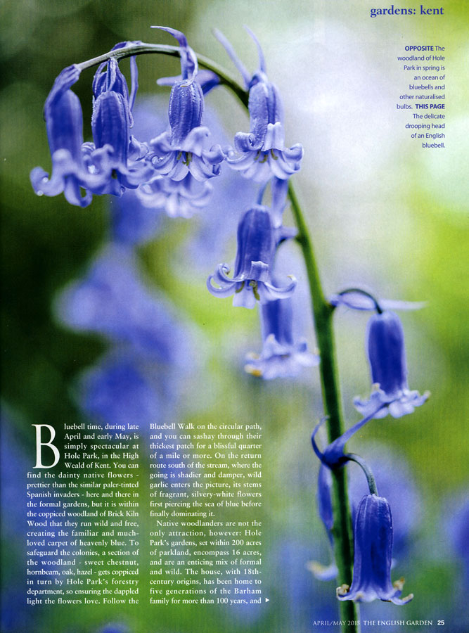 TRUE English bluebells, oldhousegardens.com