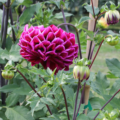 Historic Meadowburn Farm Offers 7 Rescued Dahlias