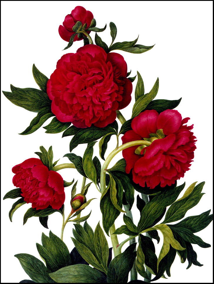 America’s First Peony – and One of Louise Beebe Wilder’s Favorites – www.OldHouseGardens.com