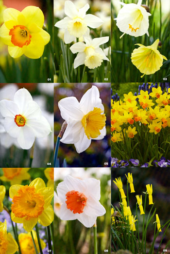 Daffodils & Narcissus – Floret Library