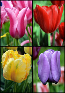 Fairy Tulip Rhizomes-Colorful Goddess Historical Plant Balcony Decorations-6 Tulip Bulbs 