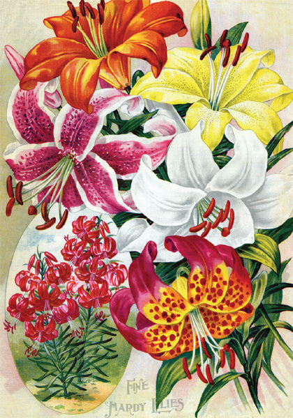Luscious Lilies sampler heirloom bulbs