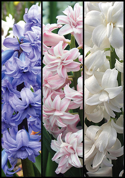 Doubles Delight sampler heirloom bulbs