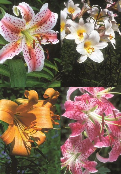 Summer Perfumes sampler heirloom bulbs