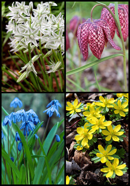 Woodland Sprites sampler heirloom bulbs