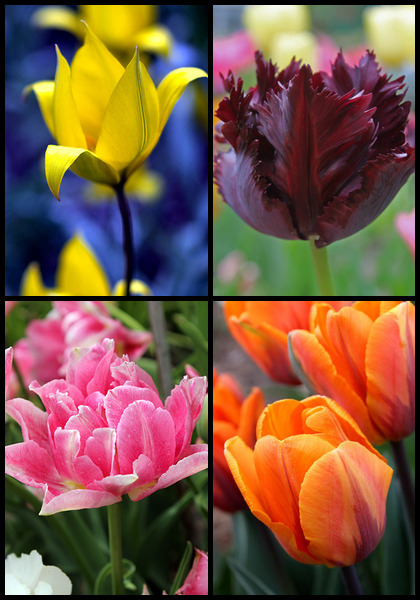 Tulip Diversity sampler heirloom bulbs