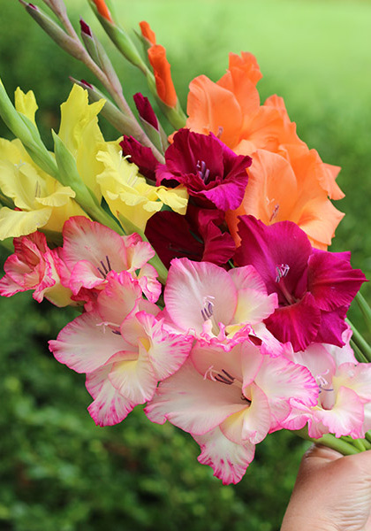 Glorious Glads sampler heirloom bulbs