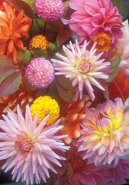 Dreamy Dahlias sampler heirloom bulbs