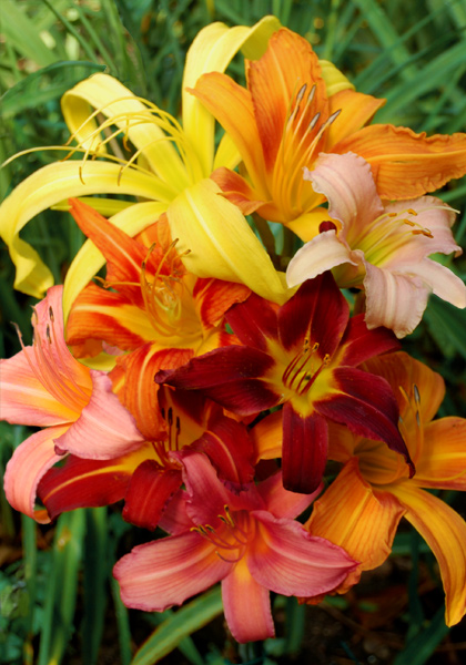 Classic Daylilies sampler heirloom bulbs