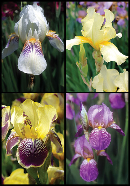 Small is Beautiful sampler heirloom bulbs