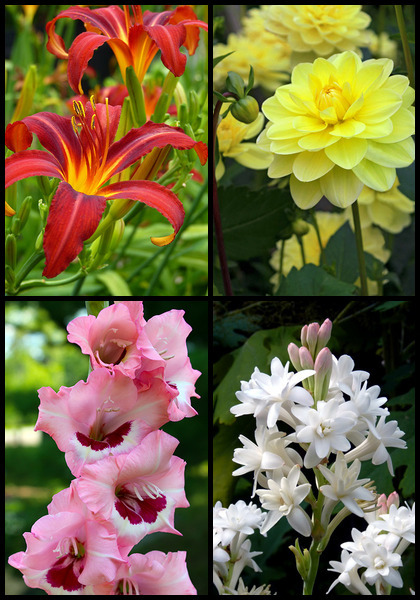 Intro to Heirlooms, Spring sampler heirloom bulbs