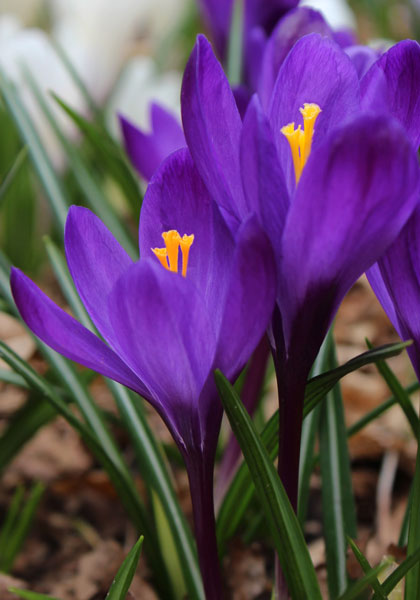 Paulus Potter crocus heirloom bulbs