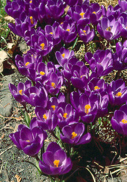 Purpureus Grandiflora crocus heirloom bulbs