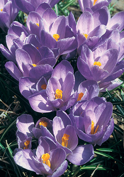 Remembrance crocus heirloom bulbs