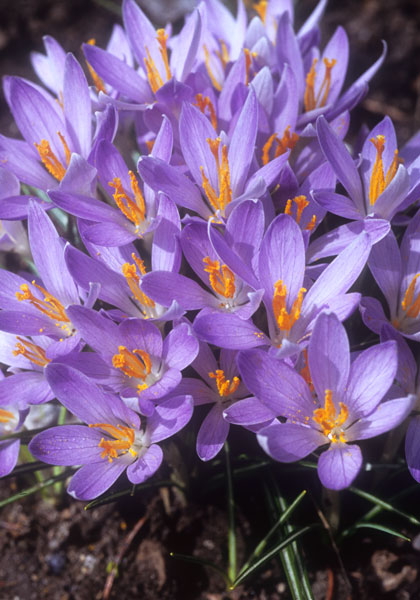 tommies crocus heirloom bulbs