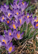 Pictus crocus heirloom bulbs