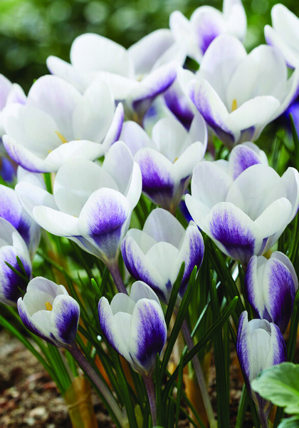 Prins Claus crocus heirloom bulbs