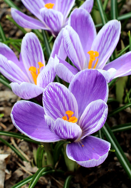 King of the Striped crocus heirloom bulbs