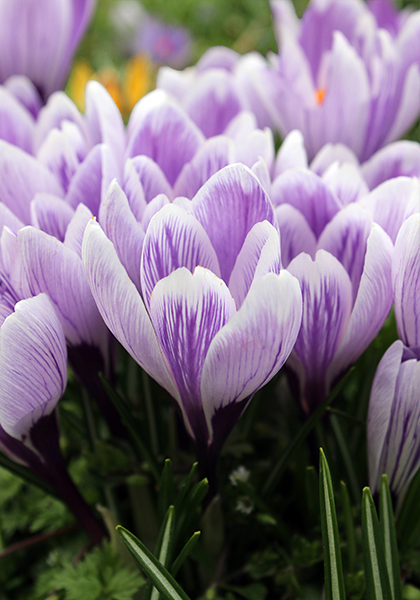 5 Bulbes De Crocus 'King Of The Striped' - Grandes Fleurs Striées Blanc Et Violet Pour Le Printemps