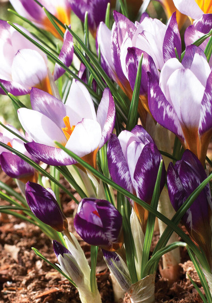 Hubert Edelsten crocus heirloom bulbs