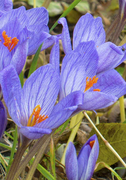  speciosus ‘Conqueror’ crocus heirloom bulbs