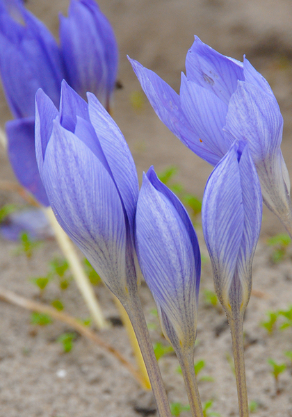  speciosus ‘Conqueror’ crocus heirloom bulbs