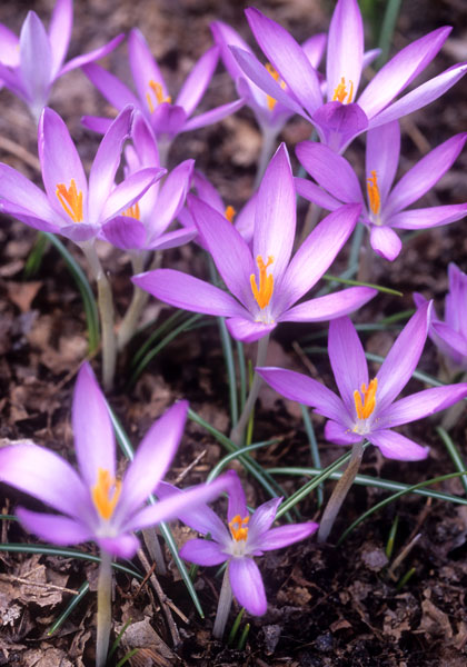 Roseus crocus heirloom bulbs