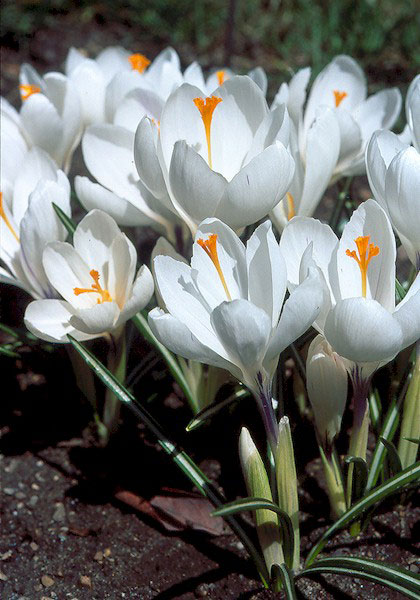 Peter Pan crocus heirloom bulbs