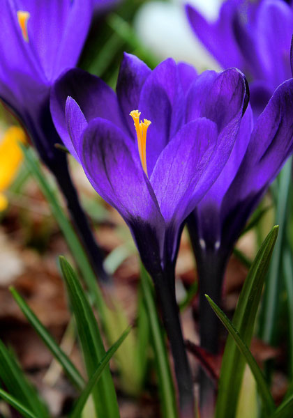 CROCUS