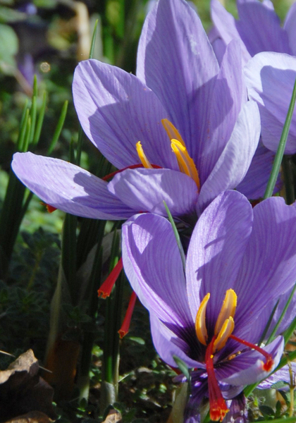 Saffron crocus | Old House Gardens