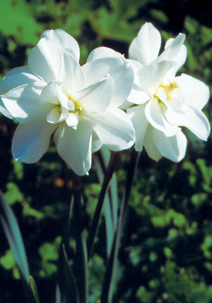 Albus Plenus Odoratus daffodil heirloom bulbs