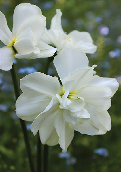 Albus Plenus Odoratus daffodil heirloom bulbs