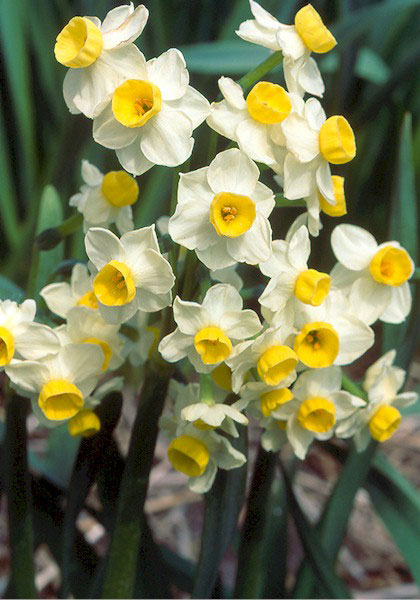 Avalanche daffodil heirloom bulbs