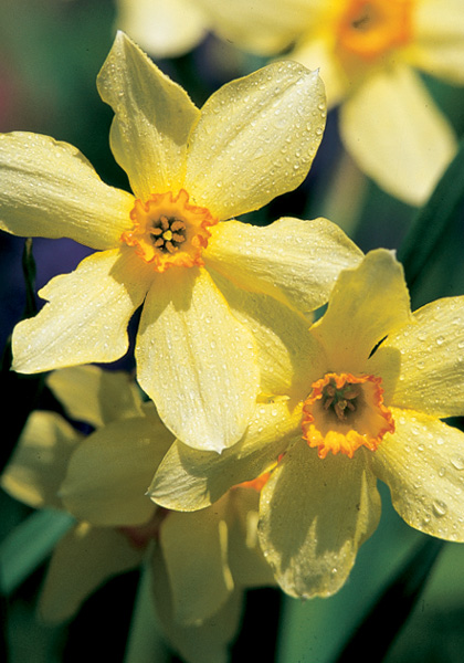 Conspicuus daffodil heirloom bulbs