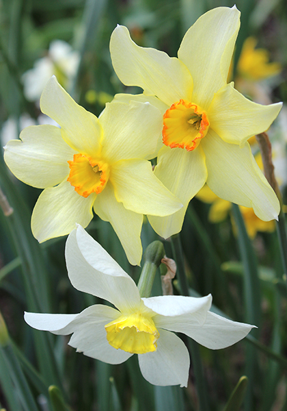 Daffodils & Narcissus – Floret Library