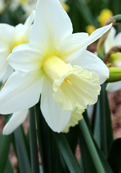 Beersheba daffodil heirloom bulbs