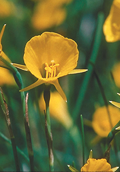 Hoop Petticoats daffodil heirloom bulbs