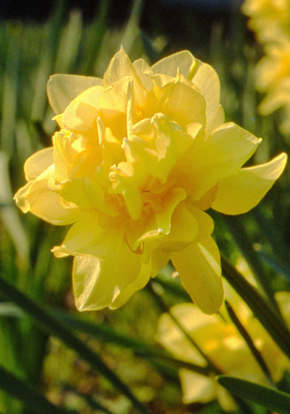 Butter and Eggs daffodil heirloom bulbs