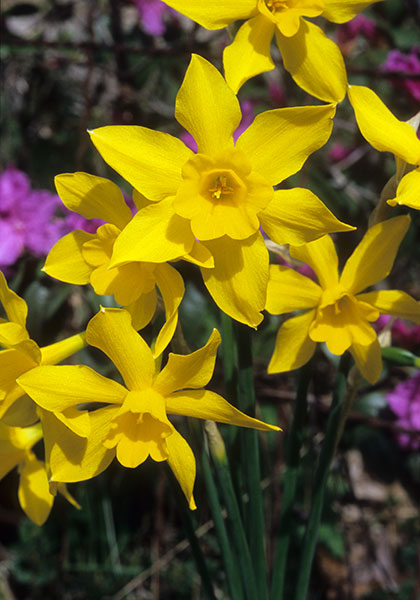Campernelle daffodil heirloom bulbs