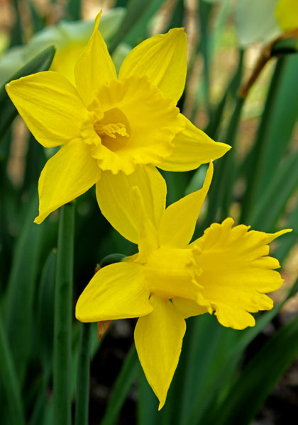 Golden Spur daffodil heirloom bulbs