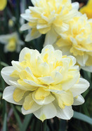 Irene Copeland Daffodil