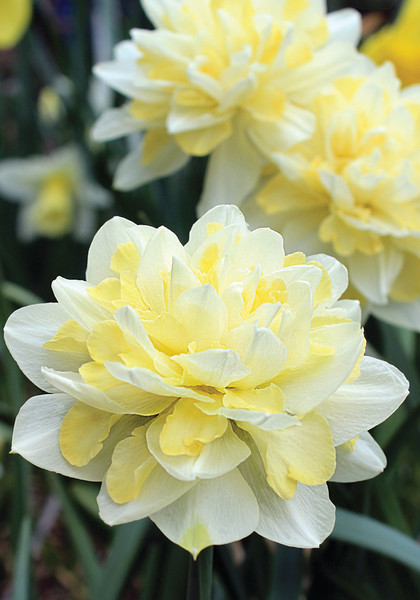 Irene Copeland daffodil heirloom bulbs