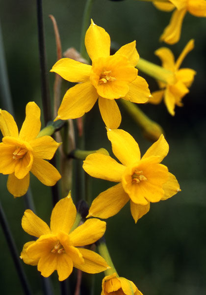 jonquil, Early Louisiana daffodil heirloom bulbs