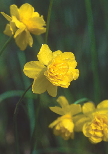 Queen Anne’s Double Jonquil daffodil heirloom bulbs