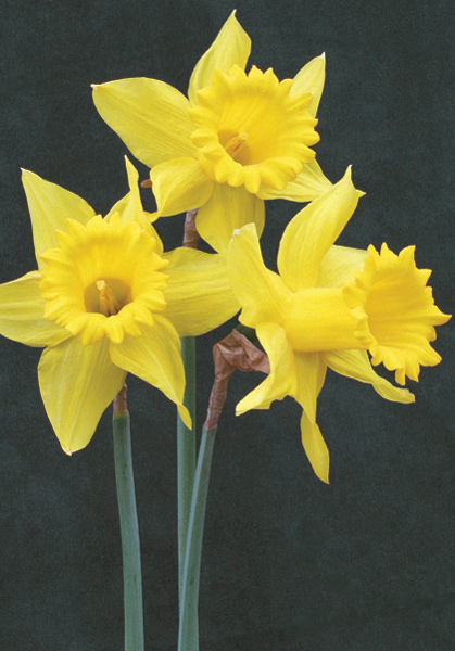 King Alfred - Daffodil Bulbs (Trumpet), Flower Bulbs