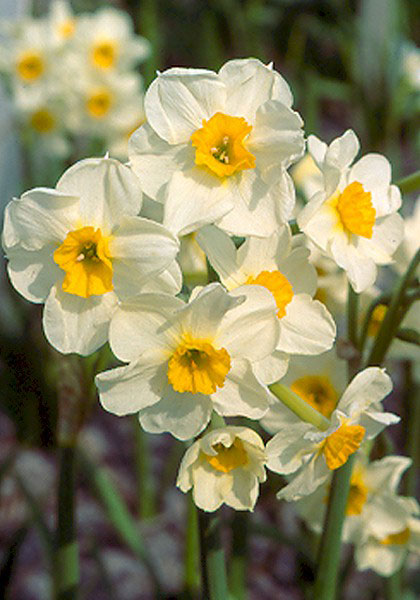 Laurens Koster daffodil heirloom bulbs