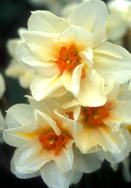 Mary Copeland daffodil heirloom bulbs