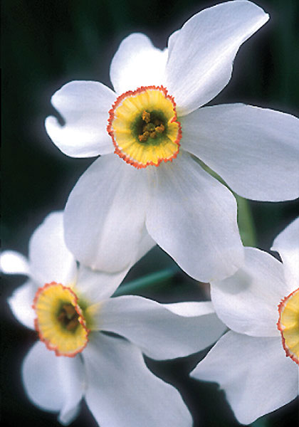 pheasant’s eye daffodil heirloom bulbs