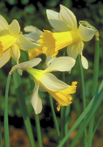 Princeps daffodil heirloom bulbs